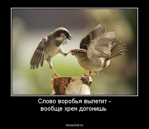 Слово воробья вылетит - вообще хрен догонишь