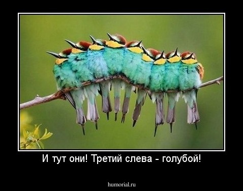 И тут они! Третий слева - голубой!
