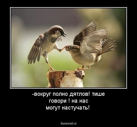 -вокруг полно дятлов! тише говори ! на нас могут настучать!