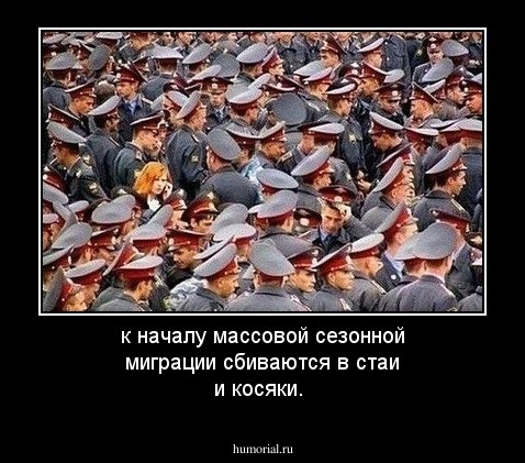 к началу массовой сезонной миграции сбиваются в стаи и косяки.