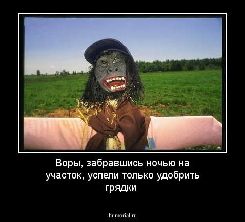 Воры, забравшись ночью на участок, успели только удобрить грядки
