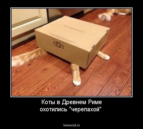 Коты в Древнем Риме охотились "черепахой"