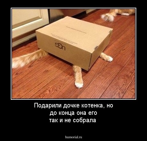 Подарили дочке котенка, но до конца она его так и не собрала