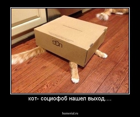 кот- социофоб нашел выход....