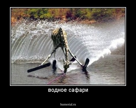 водное сафари