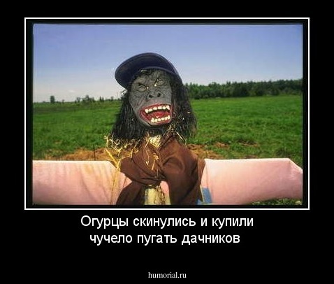 Огурцы скинулись и купили чучело пугать дачников