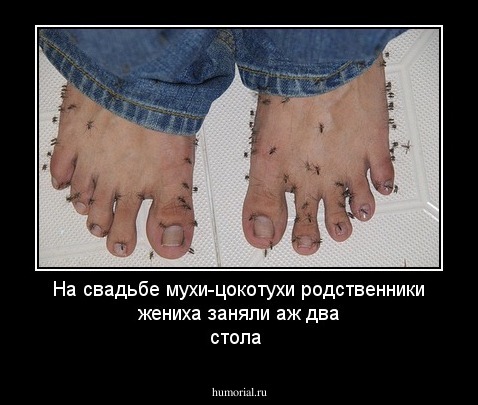На свадьбе мухи-цокотухи родственники жениха заняли аж два стола 