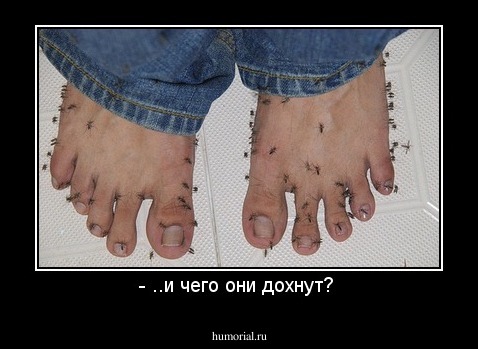 - ..и чего они дохнут? 