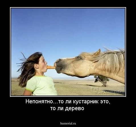 Непонятно...то ли кустарник это, то ли дерево