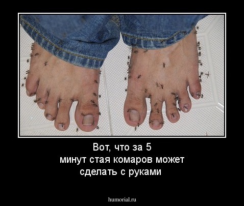Вот, что за 5 минут стая комаров может сделать с руками
