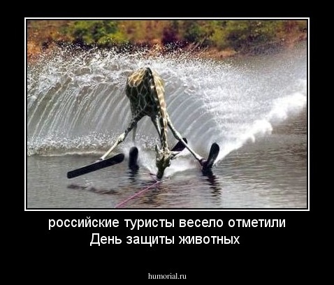 российские туристы весело отметили День защиты животных