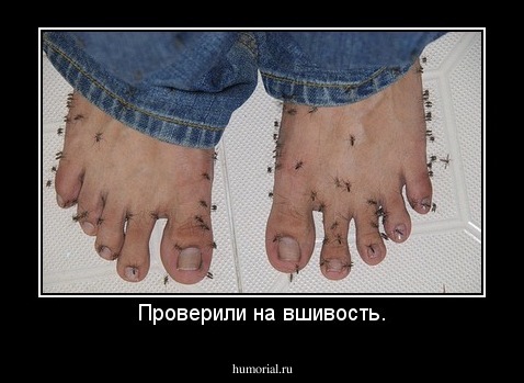 Проверили на вшивость.
