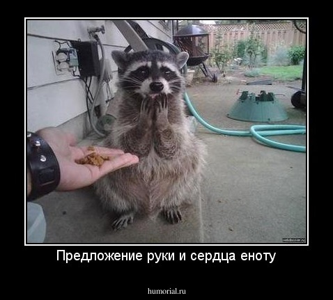 Предложение руки и сердца еноту