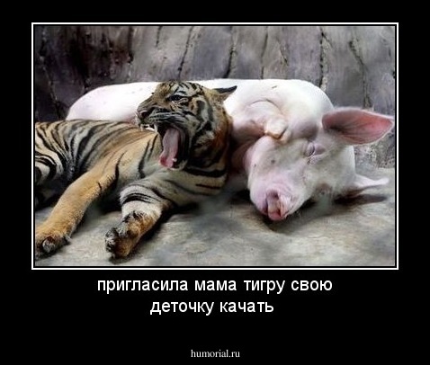 пригласила мама тигру свою деточку качать