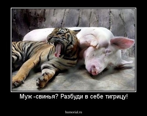 Муж -свинья? Разбуди в себе тигрицу!