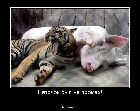 Пяточок был не промах!