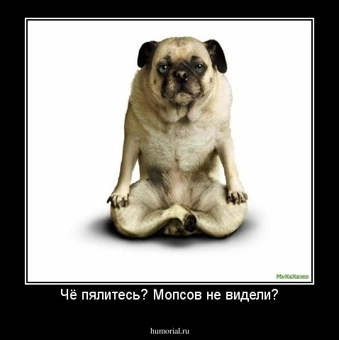 Чё пялитесь? Мопсов не видели?