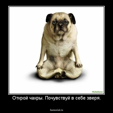 Открой чакры. Почувствуй в себе зверя.