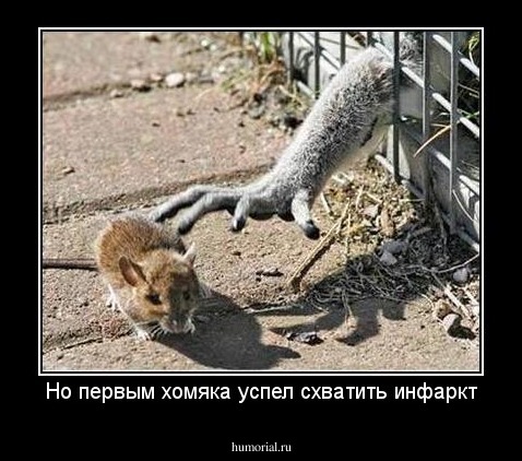 Но первым хомяка успел схватить инфаркт