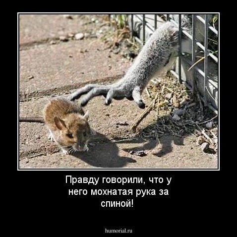 Правду говорили, что у него мохнатая рука за спиной!