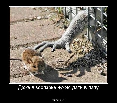 Даже в зоопарке нужно дать в лапу