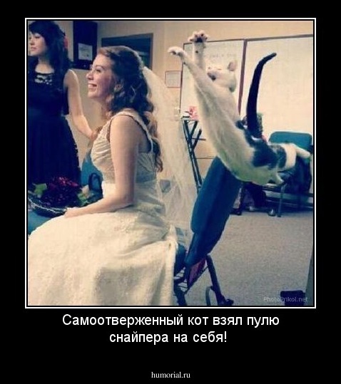 Самоотверженный кот взял пулю снайпера на себя!