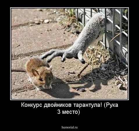 Конкурс двойников тарантула! (Рука 3 место)