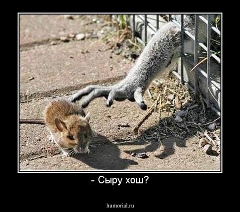 - Сыру хош?