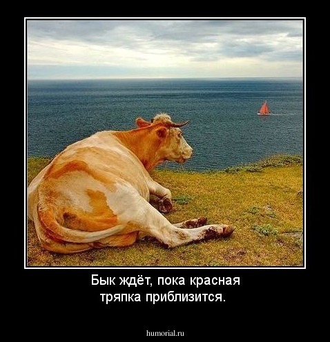 Бык ждёт, пока красная тряпка приблизится.