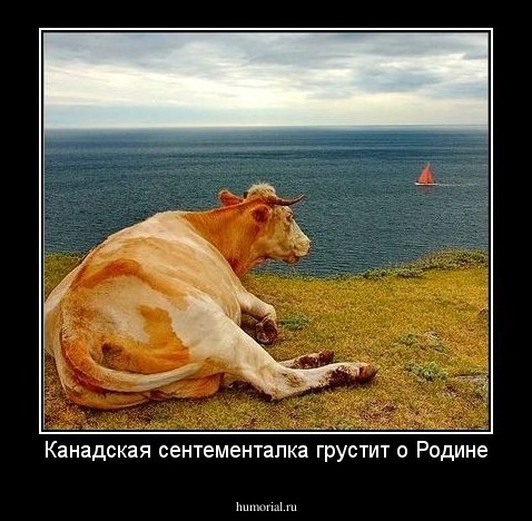 Канадская сентементалка грустит о Родине