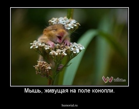 Мышь, живущая на поле конопли.