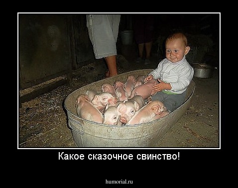 Какое сказочное свинство!