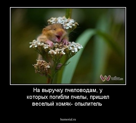 На выручку пчеловодам, у которых погибли пчелы, пришел веселый хомяк- опылитель