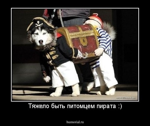 Тяжело быть питомцем пирата :)