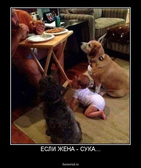 ЕСЛИ ЖЕНА - СУКА...