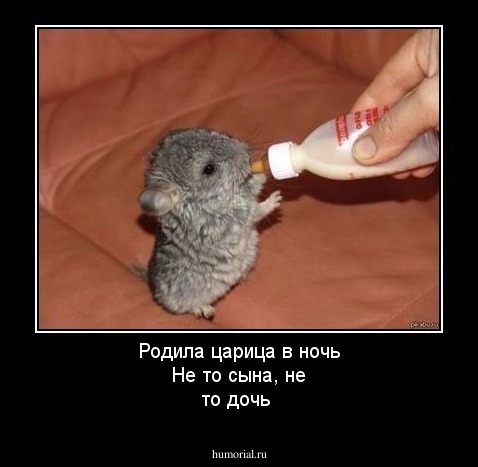 Родила царица в ночь Не то сына, не то дочь