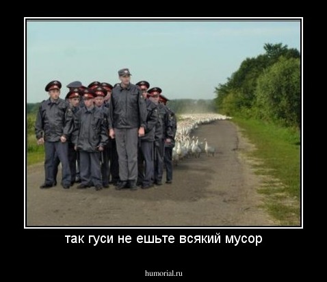 так гуси не ешьте всякий мусор