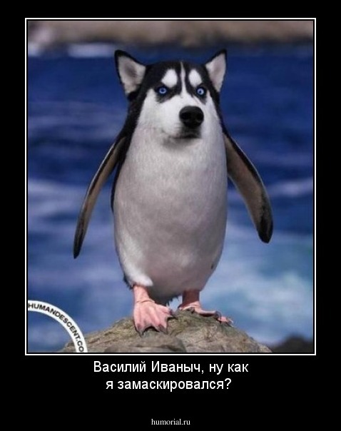 Василий Иваныч, ну как я замаскировался?