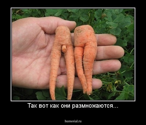 Так вот как они размножаются...