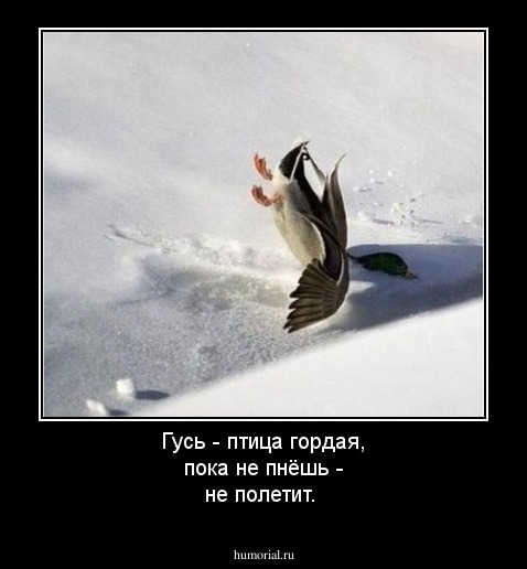 Гусь - птица гордая, пока не пнёшь - не полетит.

