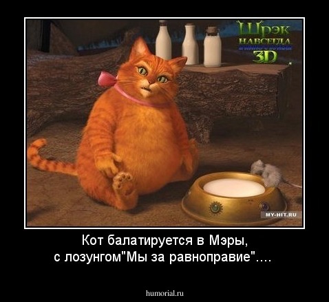 Кот балатируется в Мэры, с лозунгом"Мы за равноправие"....