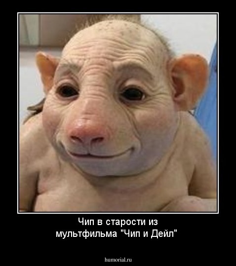 Чип в старости из мультфильма "Чип и Дейл"