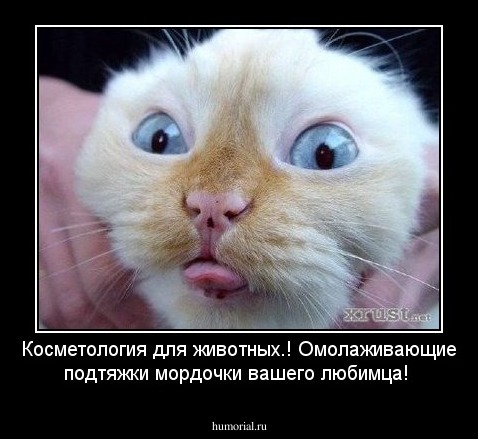 Косметология для животных.!
Омолаживающие подтяжки мордочки вашего
любимца!
