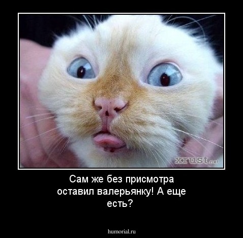 Сам же без присмотра оставил валерьянку! А еще есть?