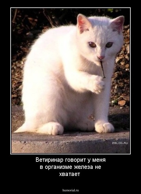 Ветиринар говорит у меня в организме железа не хватает