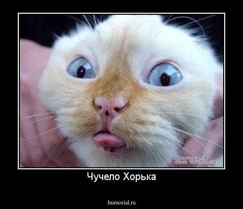 Чучело Хорька