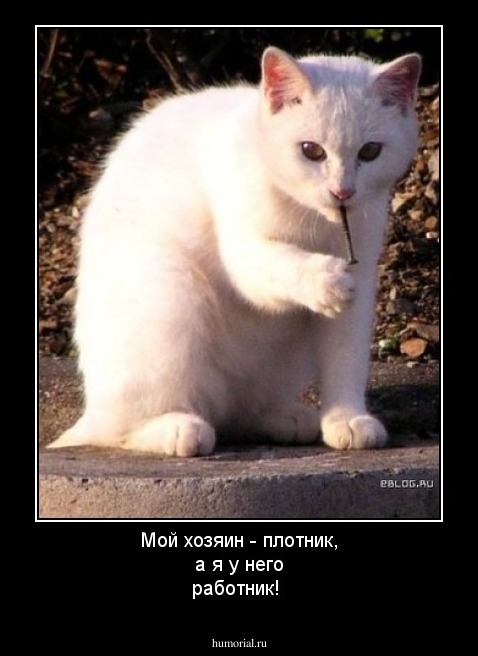 Мой хозяин - плотник, а я у него работник!