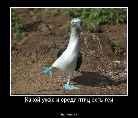 Какой ужас и среди птиц есть геи