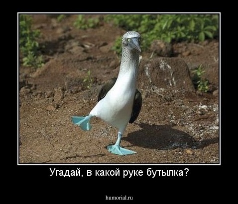 Угадай, в какой руке бутылка?