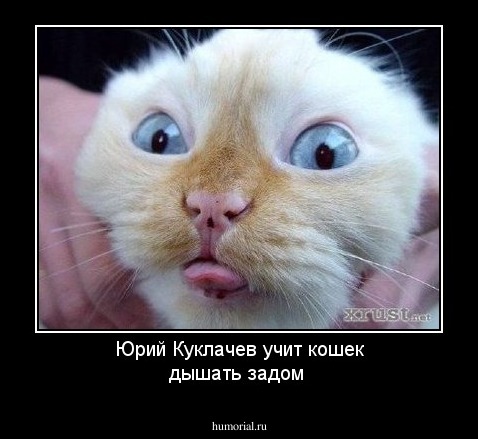 Юрий Куклачев учит кошек дышать задом
